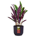 the winery collection 22cm donkerpaars